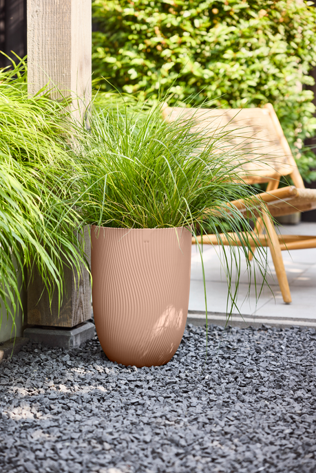 sereh high 30cm arcilla fría